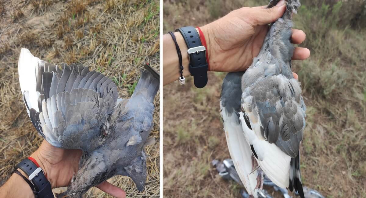 Palomas torcaces increíbles están son algunas de las más raras