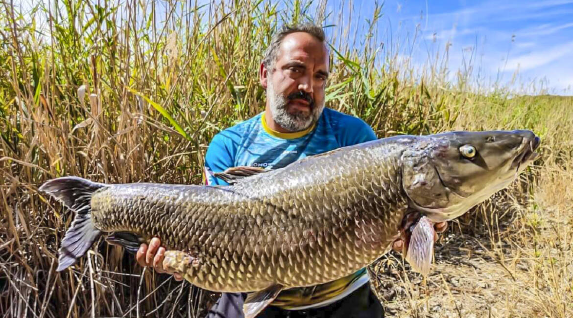 Pescan un enorme barbo de casi 20 kilos en Ciudad Real que podría ser el más grande de España