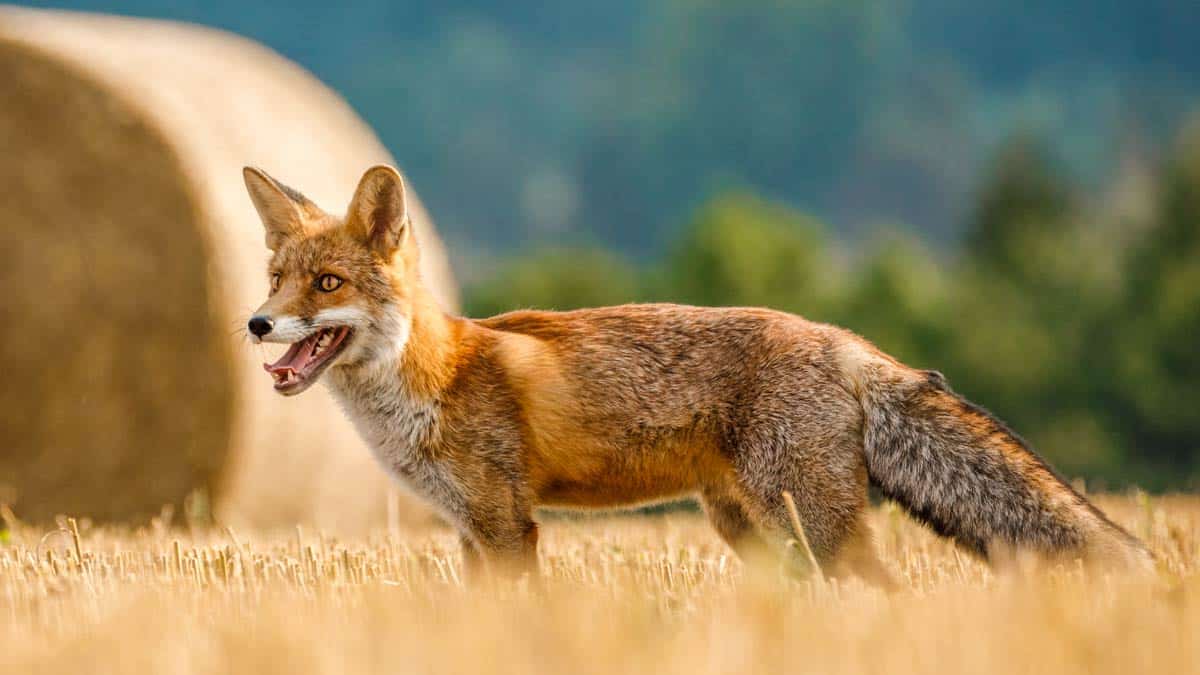 La apasionante caza del zorro con distintos reclamos 