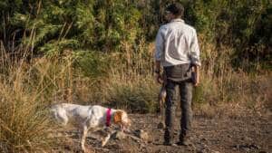El Gobierno valenciano traiciona a la Federación y 'cuela' a los perros de caza en su ley animalista