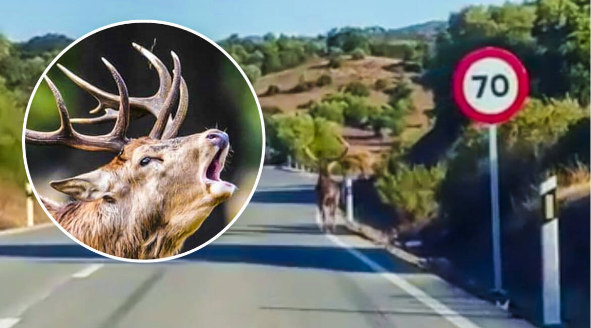 Un enorme ciervo corre por el arcén de una carretera en España