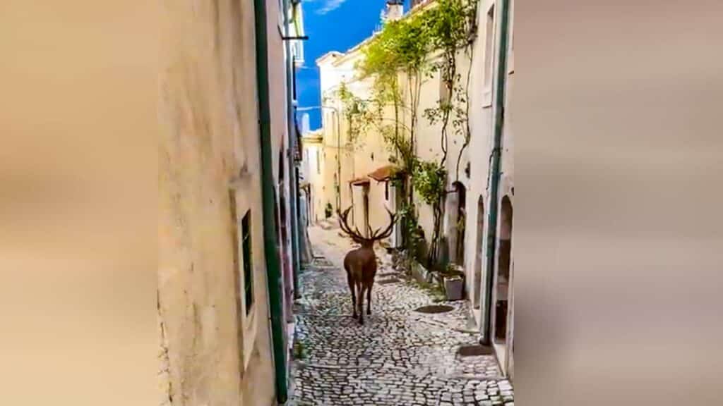 Imagen del ciervo caminando por las calles del pueblo.