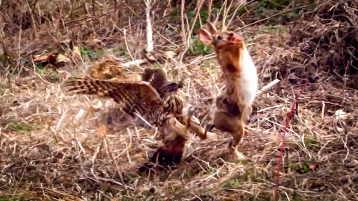 Graban a cámara lenta el increíble ataque de un azor a un conejo