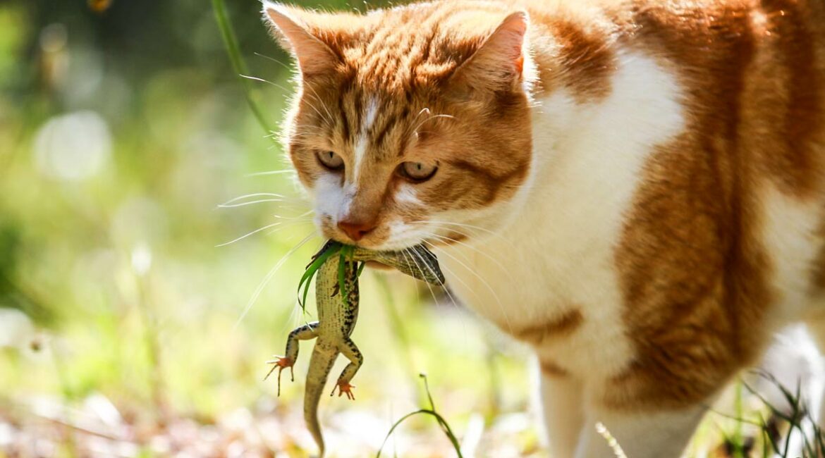 Las sociedades científicas también cargan contra la ley animalista por fomentar las colonias de gatos