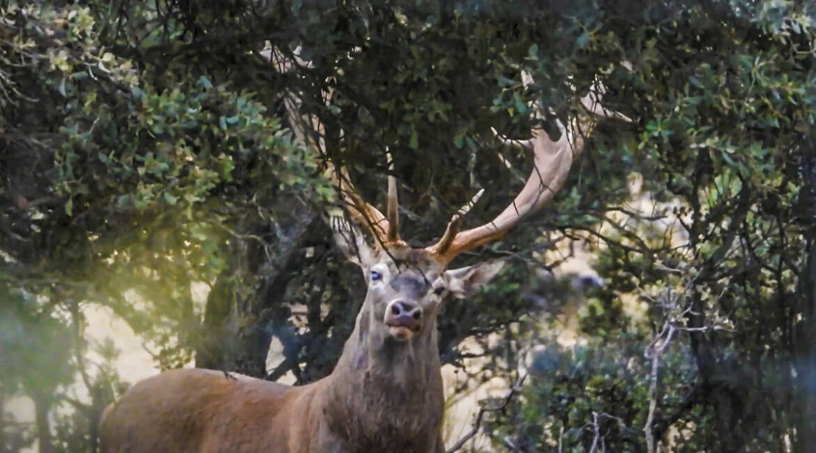 Encuentro cara a cara con un gran ciervo en berrea: la bella imagen del rey del bosque