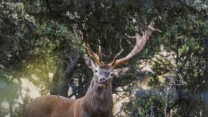 Encuentro cara a cara con un gran ciervo en berrea: la bella imagen del rey del bosque