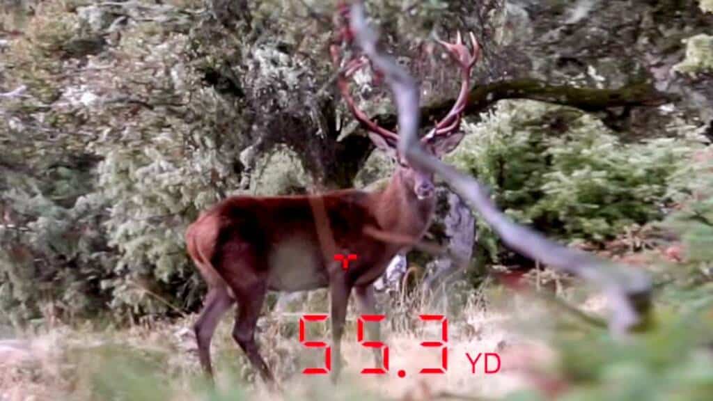 El gran ciervo que Pedro Ampuero cazó con una flecha a 50 metros.