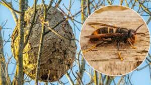 Los apicultores de Cádiz piden ayuda a los cazadores para localizar nidos de avispas invasoras