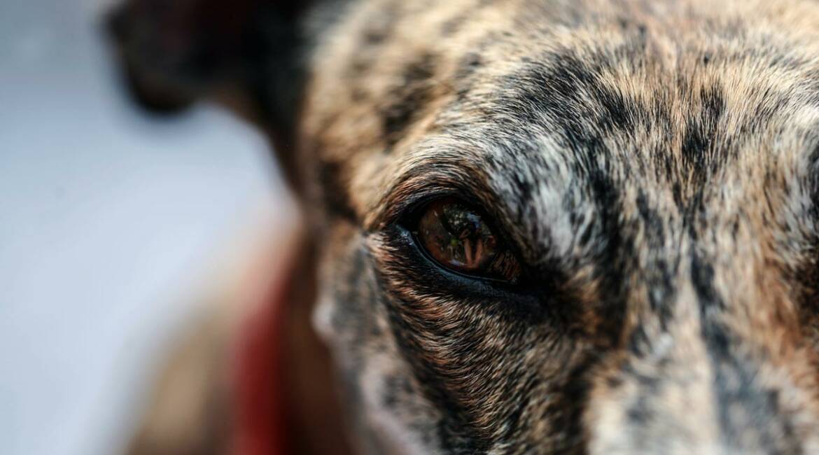 Los animalistas intentan crear una lista de perros de caza abandonados sin ningún tipo de rigor a toda prisa