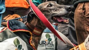 ¿Por qué es falso que los perros de caza queden desprotegidos si se excluyen de la ley animalista?