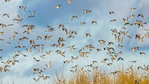 Así son las nubes de palomas que nublan el cielo durante su migración invernal