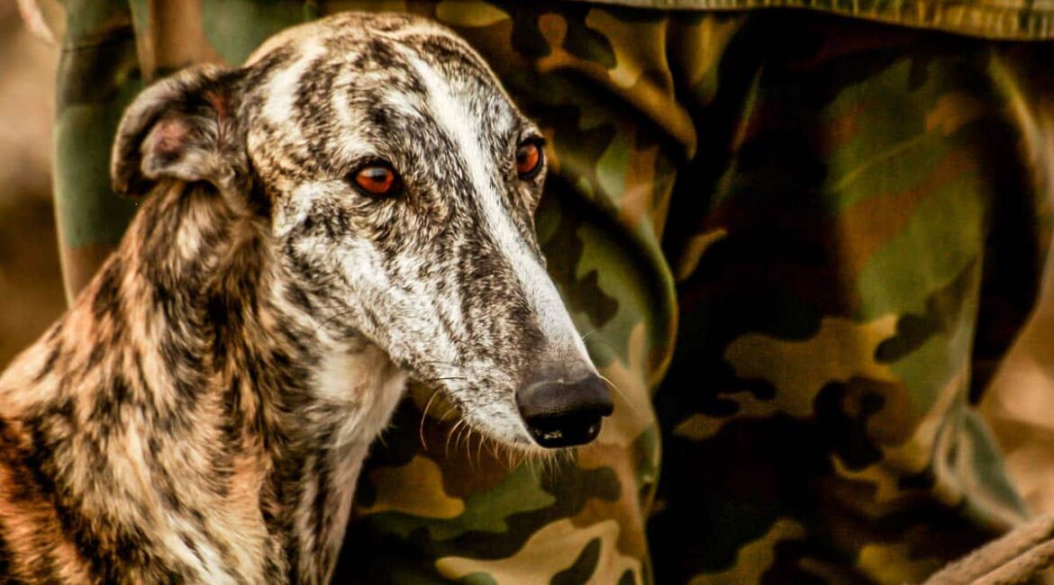 Este vídeo desmonta el bulo animalista que afirma que los perros de caza están desprotegidos