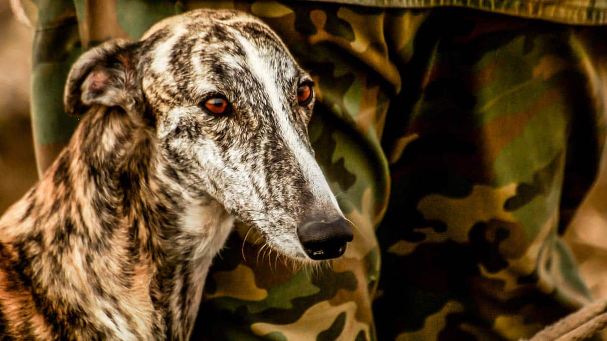 Este vídeo desmonta el bulo animalista que afirma que los perros de caza están desprotegidos