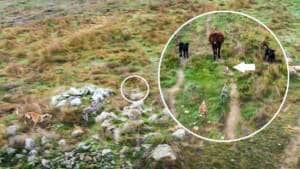 Una liebre intenta escapar de los galgos pasando entre unas vacas y hace que estas embistan a los perros