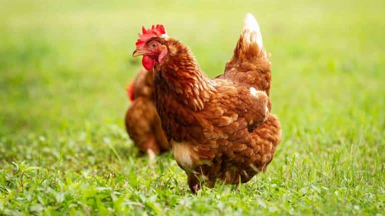gallina gripe aviar