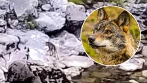 Graban cómo un lobo cruza el río Cares a nado en Asturias