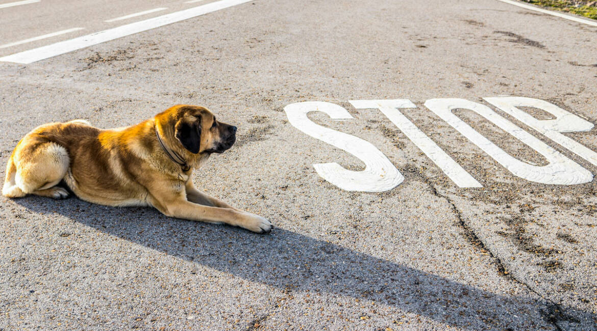 Un mastín, perro de trabajo que el actual proyecto de le ley animalista quiere considerar como una mascota urbana.
