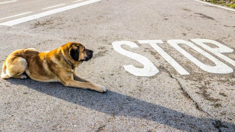 Un mastín, perro de trabajo que el actual proyecto de le ley animalista quiere considerar como una mascota urbana.