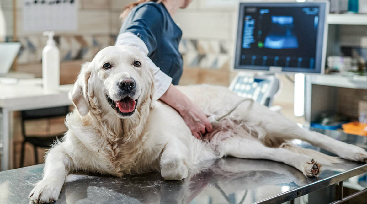 Una veterinaria realiza una ecografía a una perra