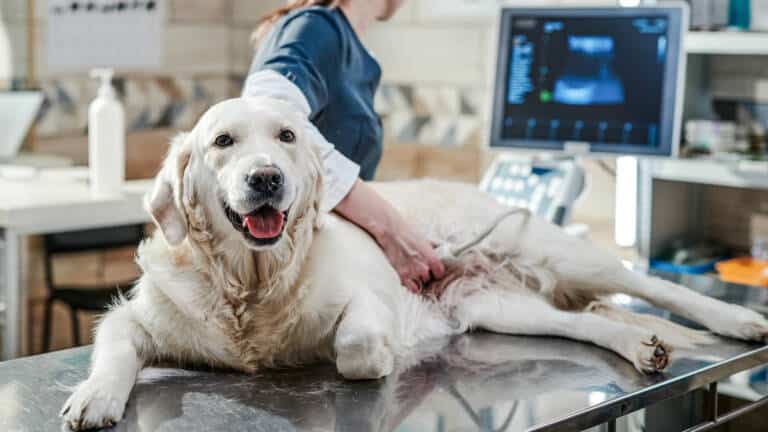 Una veterinaria realiza una ecografía a una perra