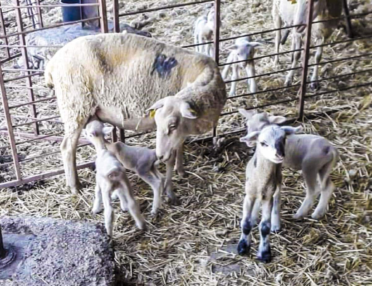 Un Ganadero Cría Una Raza De Ovejas 'milagrosa': Paren Hasta Cuatro ...