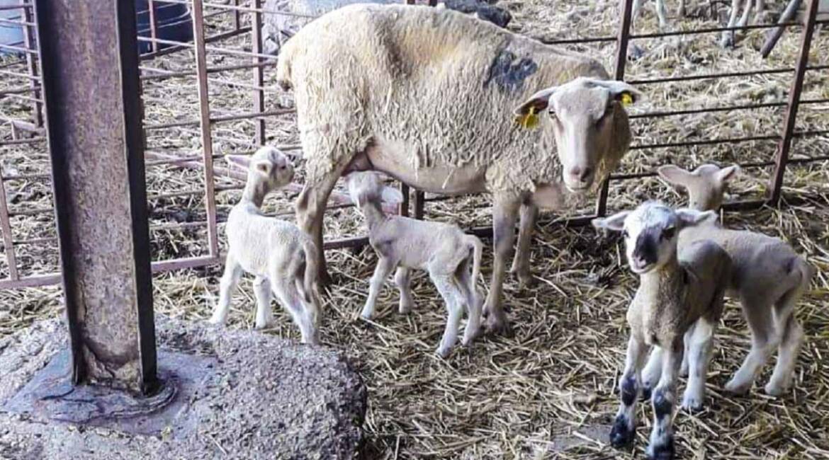 Un ganadero cría una raza de ovejas ‘milagrosa’: paren hasta cuatro corderos de cada vez