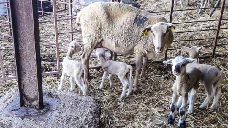 oveja y cuatro corderos