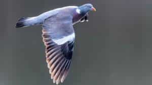 Los expertos prevén que este martes miles de palomas torcaces entren en España cruzando los Pirineos