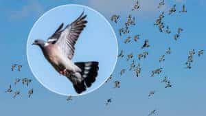 Casi 800.000 palomas han cruzado ya desde Francia hasta España por los Pirineos