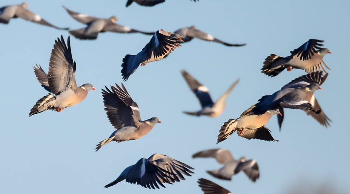 Bando de palomas torcaces. © Shutterstock