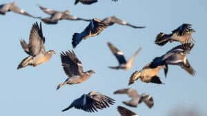 Las previsiones se cumplen y más de 600.000  palomas torcaces entran en España desde Francia