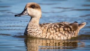 Los cazadores de Lebrija custodiarán la conservación del pato más amenazado de Europa