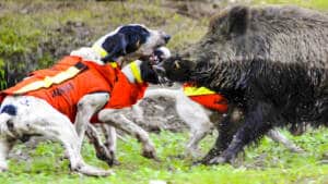 Chaleco de protección para perros: la mejor defensa contra el jabalí y el lobo