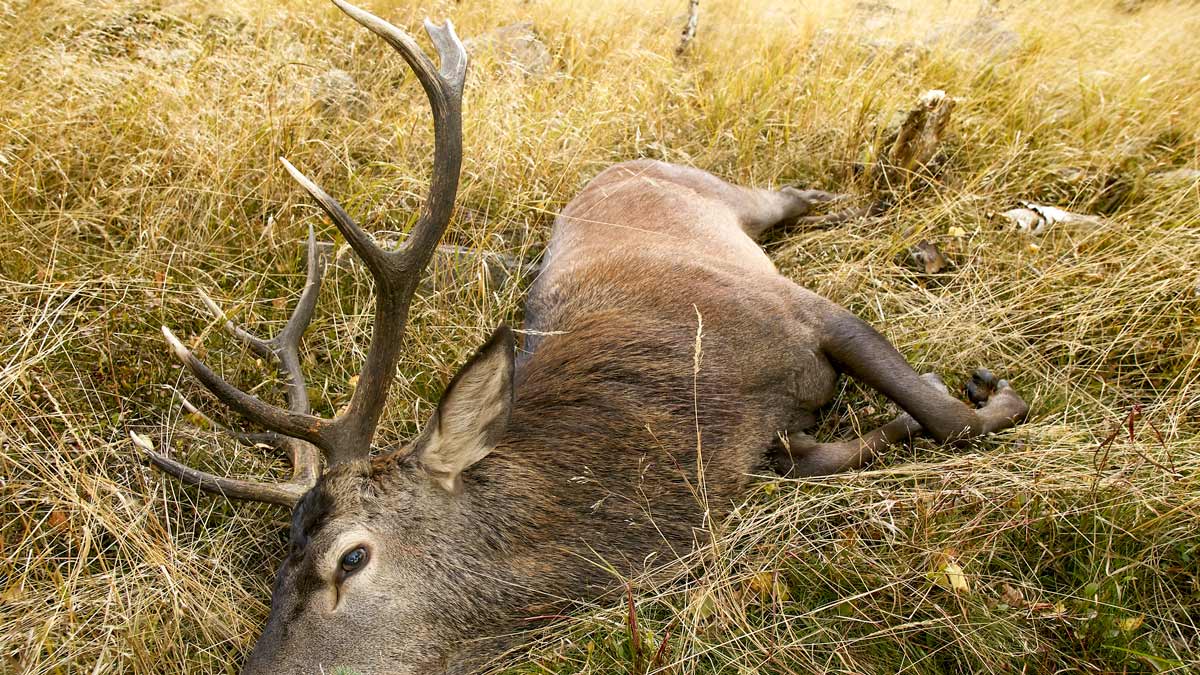 pueden las astas de venado enfermar a los perros