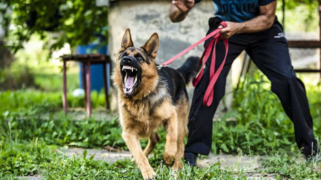 Ley animalista prohibirá modificar problemas conducta perros