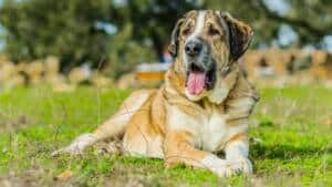 La ley animalista multará con hasta 50.000 euros a quien se le escape el perro y lo denuncie fuera de plazo