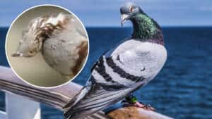 Así es el virus que convierte a las palomas en 'zombies' y que alarma al Reino Unido
