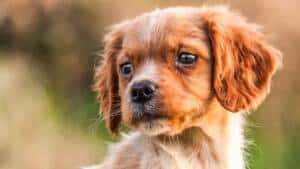 La ley animalista multará con entre 500 y 10.000€ a quienes no saquen un seguro a su perro