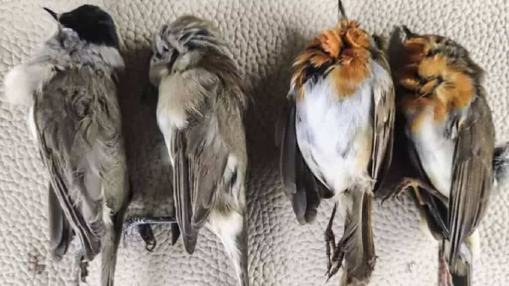 prision vecino Pamplona matar cuatro pájaros