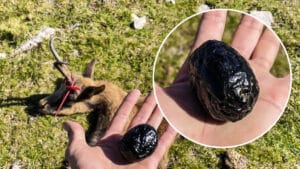 Cazan un viejo sarrio de 20 años con una piedra bezoar en su interior