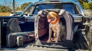 Un transportín plegable y otros 11 productos para perros de caza que son éxito de ventas en Decathlon