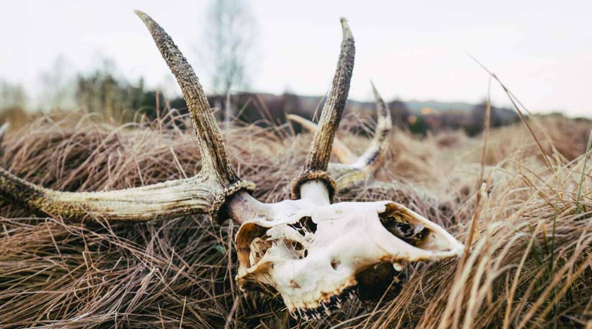 La enfermedad hemorrágica epizoótica que mata ciervos, corzos y gamos se extiende por España