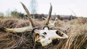La enfermedad hemorrágica epizoótica que mata ciervos, corzos y gamos se extiende por España