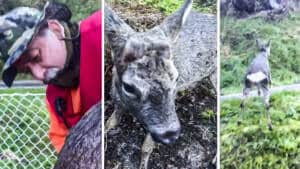 Un cazador rescata a un corzo a punto de morir ahogado en un canal de Pontevedra