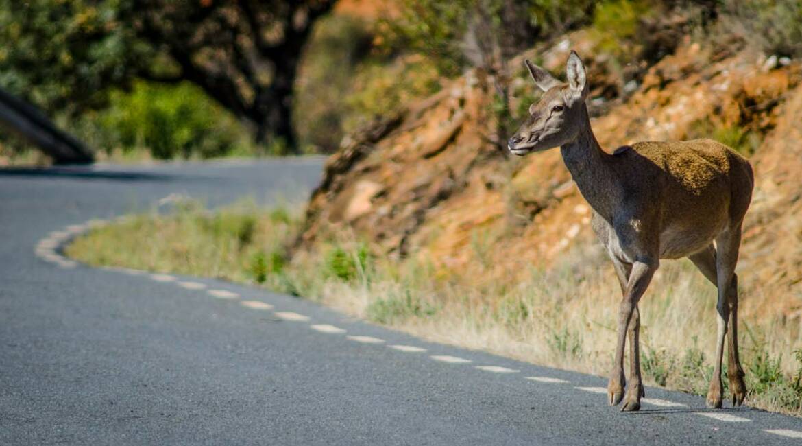 Una cierva cruza una carretera en el Parque Nacional de Monfragüe.