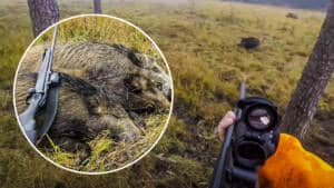 Un cazador abate cuatro jabalíes en un mismo puesto y resume sus lances en este apasionante vídeo