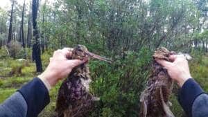 Un cazador cobra dos becadas de un solo disparo tras una gran muestra de su perro