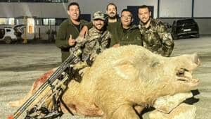 El gran jabalí blanco cazado en Murcia es realmente un cruce con cerdo doméstico