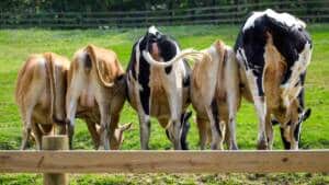 El Gobierno obliga a los ganaderos a comunicar una estimación de los gases de sus vacas