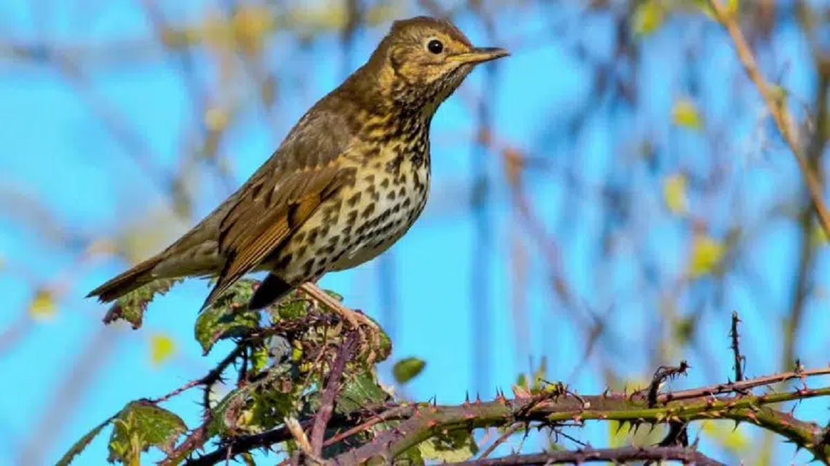Cazadores extremeños registran 150 censos de aves migratorias invernantes a través del Observatorio Cinegético